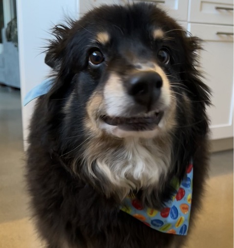 A tricolored Australian Shepherd with brown, white, and brown coloring.